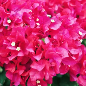 Bougainvillea Plant, Bougainvillea Tree, Bougainvillea Flowers Plant Live 7 Inches Tall No Pot