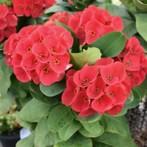 Euphorbia Crown Of Thorns Plant 5 To 7 Inches Tall No Pot, Euphorbia Milii Plant, Crown Of Thorns Plant Live, House Plant
