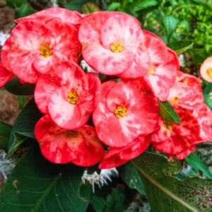 Euphorbia Crown Of Thorns Plant 5 To 7 Inches Tall No Pot, Euphorbia Milii Plant, Crown Of Thorns Plant Live, House Plant