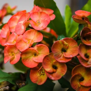 Euphorbia Crown Of Thorns Plant 5 To 7 Inches Tall No Pot, Euphorbia Milii Plant, Crown Of Thorns Plant Live, House Plant