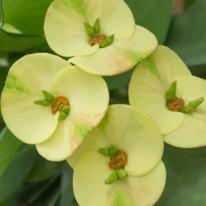 Euphorbia Crown Of Thorns Plant 5 To 7 Inches Tall No Pot, Euphorbia Milii Plant, Crown Of Thorns Plant Live, House Plant