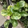 Peperomia Live Plant 4 To 7 Inches Tall, Peperomia Plant Live Houseplants, Live House Plant No Pot