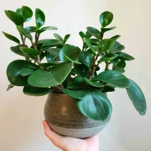 Peperomia Live Plant 4 To 7 Inches Tall, Peperomia Plant Live Houseplants, Live House Plant No Pot