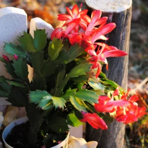 Christmas Cactus Live Plant, Cactus House Plants Indoor Live From 4 Inches No Pot, Cactus Flower Plant