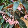 Begonia Live Plant, Begonias Live Plant Outdoor, Rare Begonias Live Plant Indoor, Live Begonia House Plant