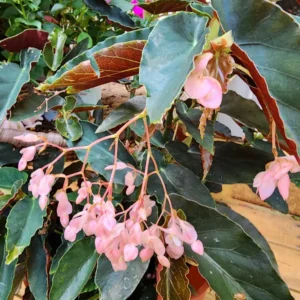 Begonia Live Plant, Begonias Live Plant Outdoor, Rare Begonias Live Plant Indoor, Live Begonia House Plant