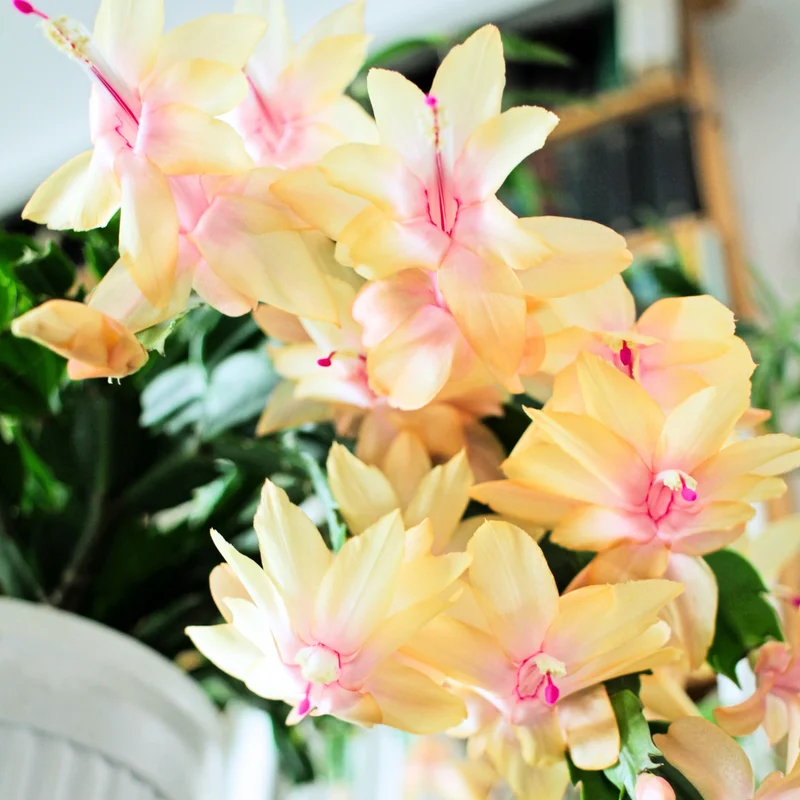 Christmas Cactus Live Plant, Cactus House Plants Indoor Live From 4 Inches No Pot, Cactus Flower Plant