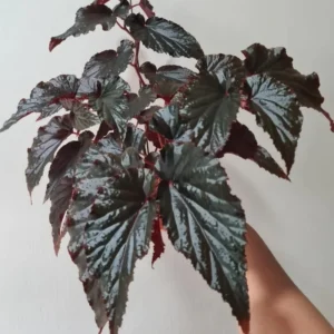 Begonia Live Plant, Begonias Live Plant Outdoor, Rare Begonias Live Plant Indoor, Live Begonia House Plant
