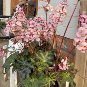 Begonia Live Plant, Begonias Live Plant Outdoor, Rare Begonias Live Plant Indoor, Live Begonia House Plant