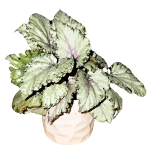 Begonia Live Plant, Begonias Live Plant Outdoor, Rare Begonias Live Plant Indoor, Live Begonia House Plant