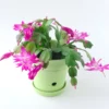 Christmas Cactus Live Plant, Cactus House Plants Indoor Live From 4 Inches No Pot, Cactus Flower Plant