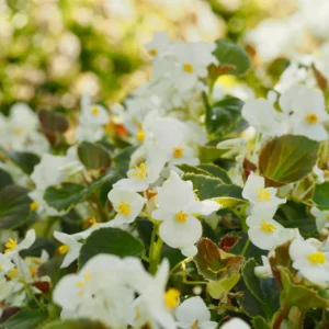 Begonia Live Plant, Begonias Live Plant Outdoor, Rare Begonias Live Plant Indoor, Live Begonia House Plant