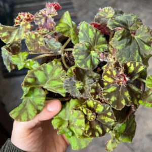 Begonia Live Plant, Begonias Live Plant Outdoor, Rare Begonias Live Plant Indoor, Live Begonia House Plant