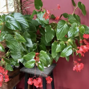 Begonia Live Plant, Begonias Live Plant Outdoor, Rare Begonias Live Plant Indoor, Live Begonia House Plant