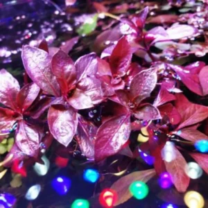 Ludwigia Aquarium Plants Mix Stems, No Root, 7 Species Aquarium Plants Live Freshwater, Live Fish Tank Plants