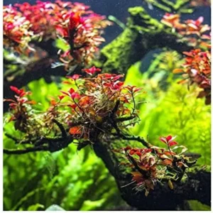 Ludwigia Aquarium Plants Mix Stems, No Root, 7 Species Aquarium Plants Live Freshwater, Live Fish Tank Plants