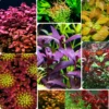 Ludwigia Aquarium Plants Mix Stems, No Root, 7 Species Aquarium Plants Live Freshwater, Live Fish Tank Plants