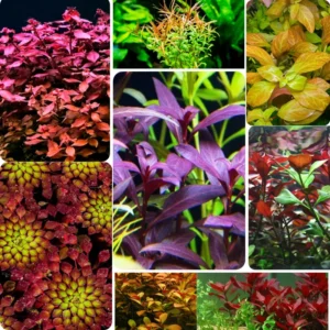 Ludwigia Aquarium Plants Mix Stems, No Root, 7 Species Aquarium Plants Live Freshwater, Live Fish Tank Plants
