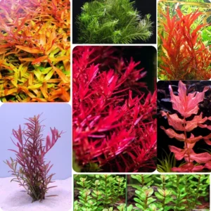 Rotala Aquarium Plants Mix Stems, No Root, 7 Species Aquarium Plants Live Freshwater, Live Fish Tank Plants