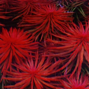 Rotala Aquarium Plants Mix Stems, No Root, 7 Species Aquarium Plants Live Freshwater, Live Fish Tank Plants