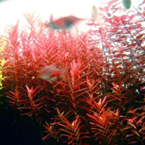 Rotala Aquarium Plants Mix Stems, No Root, 7 Species Aquarium Plants Live Freshwater, Live Fish Tank Plants