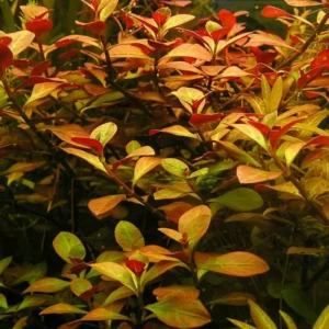 Ludwigia Aquarium Plants Mix Stems, No Root, 7 Species Aquarium Plants Live Freshwater, Live Fish Tank Plants