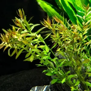 Ludwigia Aquarium Plants Mix Stems, No Root, 7 Species Aquarium Plants Live Freshwater, Live Fish Tank Plants