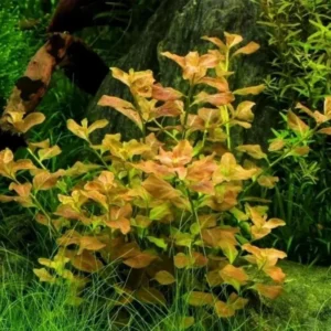 Ludwigia Aquarium Plants Mix Stems, No Root, 7 Species Aquarium Plants Live Freshwater, Live Fish Tank Plants