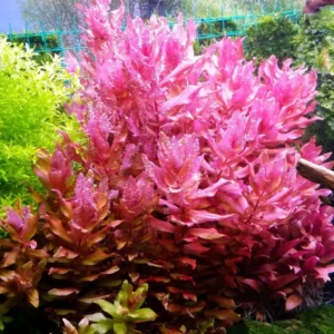 Rotala Aquarium Plants Mix Stems, No Root, 7 Species Aquarium Plants Live Freshwater, Live Fish Tank Plants
