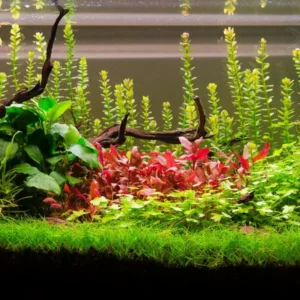 Rotala Aquarium Plants Mix Stems, No Root, 7 Species Aquarium Plants Live Freshwater, Live Fish Tank Plants