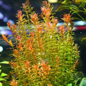 Rotala Aquarium Plants Mix Stems, No Root, 7 Species Aquarium Plants Live Freshwater, Live Fish Tank Plants