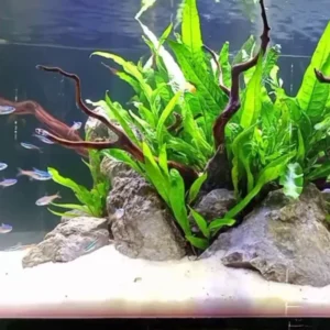 Green Aquarium Plants Mix Stems, No Root, 7 Species Aquarium Plants Live Freshwater, Live Fish Tank Plants