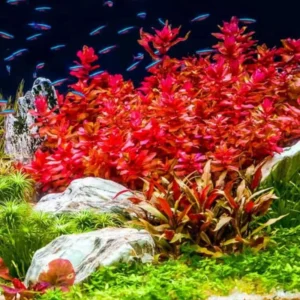 Red Aquarium Plants Mixed Stems, No Root, 7 Species Aquarium Plants Live Freshwater, Live Fish Tank Plants