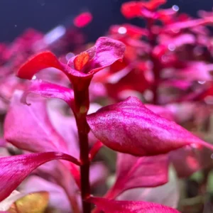 Red Aquarium Plants Mixed Stems, No Root, 7 Species Aquarium Plants Live Freshwater, Live Fish Tank Plants