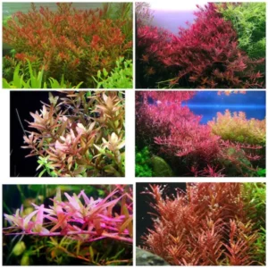Red Aquarium Plants Mixed Stems, No Root, 7 Species Aquarium Plants Live Freshwater, Live Fish Tank Plants