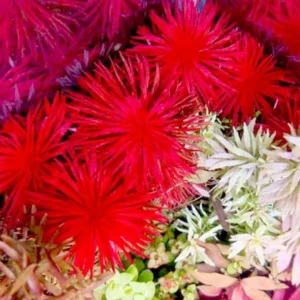 Red Aquarium Plants Mixed Stems, No Root, 7 Species Aquarium Plants Live Freshwater, Live Fish Tank Plants