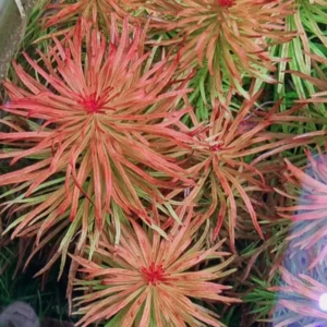 7 Rotala Walichii Plants Live Aquarium, Whorly Rotala Live Plants for Freshwater Aquarium, Live Plants for Fish Tanks