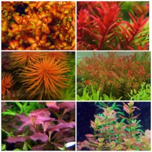 Aquarium Plants Mixed Stems, No Root, 7 Red Species Aquarium Plants Live Freshwater, Live Fish Tank Plants