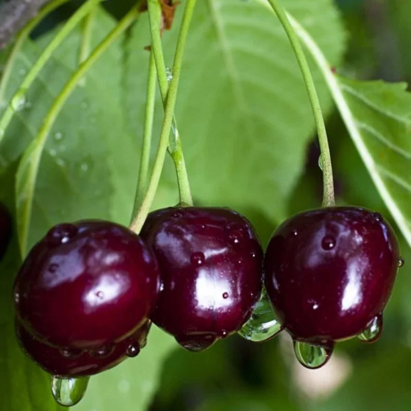 2 Black Cherry Trees Live Plant, 1-2 Feet Tall, Sweet Cherry Plants Live, Fruit Tree Bareroots