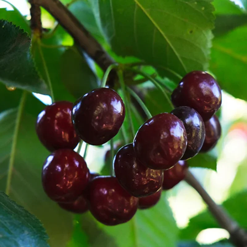 2 Black Cherry Trees Live Plant, 1-2 Feet Tall, Sweet Cherry Plants Live, Fruit Tree Bareroots