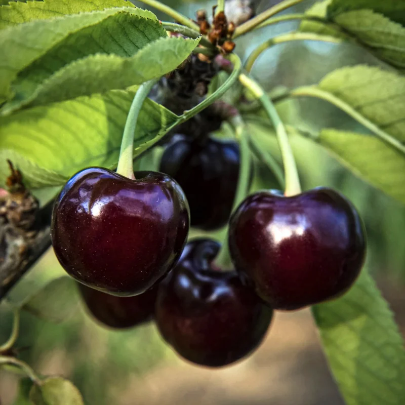 2 Black Cherry Trees Live Plant, 1-2 Feet Tall, Sweet Cherry Plants Live, Fruit Tree Bareroots
