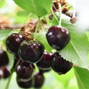 2 Black Cherry Trees Live Plant, 1-2 Feet Tall, Sweet Cherry Plants Live, Fruit Tree Bareroots