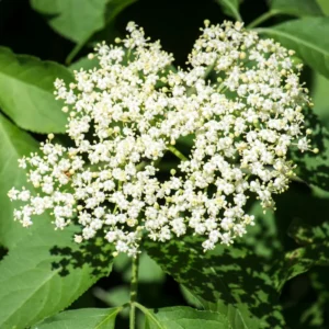 4 American Elderberry Plants Live Bareroots, 12-18 Inc Tall, Black Elderberries Trees Shrubs Live Plant, Edible Berries Fast Growing
