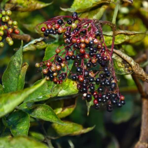 4 American Elderberry Plants Live Bareroots, 12-18 Inc Tall, Black Elderberries Trees Shrubs Live Plant, Edible Berries Fast Growing