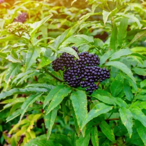 4 American Elderberry Plants Live Bareroots, 12-18 Inc Tall, Black Elderberries Trees Shrubs Live Plant, Edible Berries Fast Growing