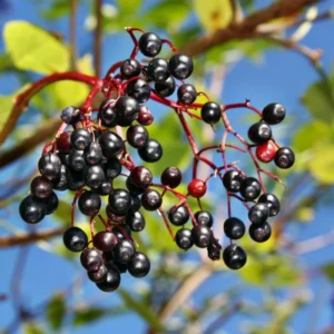 4 American Elderberry Plants Live Bareroots, 12-18 Inc Tall, Black Elderberries Trees Shrubs Live Plant, Edible Berries Fast Growing