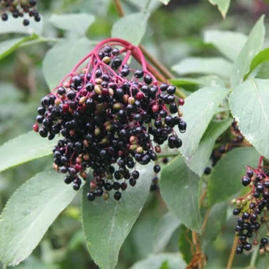 4 American Elderberry Plants Live Bareroots, 12-18 Inc Tall, Black Elderberries Trees Shrubs Live Plant, Edible Berries Fast Growing