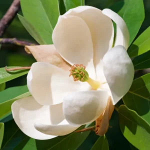 2 Sweetbay Magnolia Trees Live Plants, 2 Feet Tall, White Flowers Beautiful Tree, Fragrant Magnolia Bush Shrub