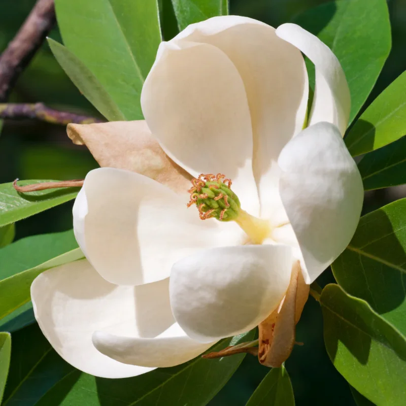2 Sweetbay Magnolia Trees Live Plants, 2 Feet Tall, White Flowers Beautiful Tree, Fragrant Magnolia Bush Shrub