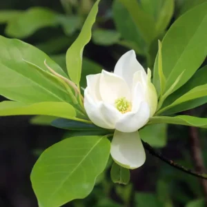 2 Sweetbay Magnolia Trees Live Plants, 2 Feet Tall, White Flowers Beautiful Tree, Fragrant Magnolia Bush Shrub